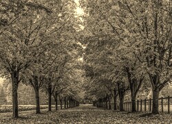 Sepia