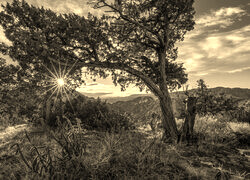 Szary + Sepia