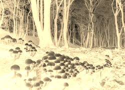 Sepia + Negatyw