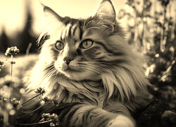 Sepia