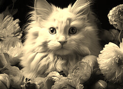 Szary + Sepia