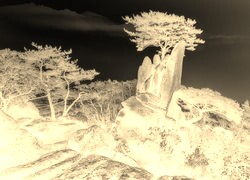 Sepia + Negatyw