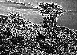 Skamielina