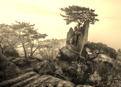 Szary + Sepia