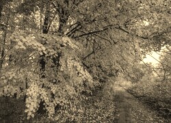 Sepia