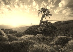 Sepia