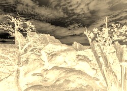 Sepia + Negatyw