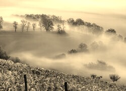Szary + Sepia