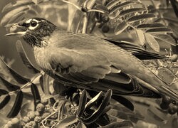Sepia