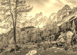 Szary + Sepia