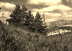 Szary + Sepia