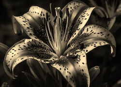 Sepia