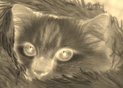 Sepia + Negatyw
