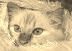 Szary + Sepia