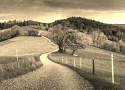 Szary + Sepia