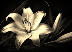 Szary + Sepia