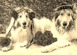 Szary + Sepia