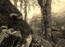 Szary + Sepia