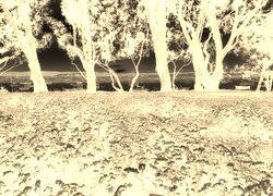 Sepia + Negatyw