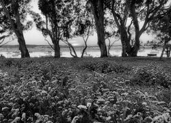 Szary