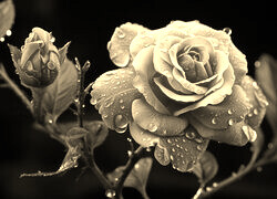 Sepia