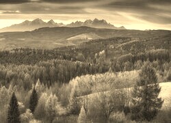 Szary + Sepia
