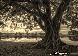Sepia