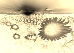 Sepia + Negatyw
