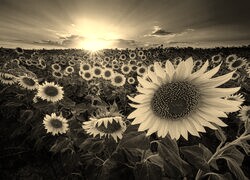 Szary + Sepia