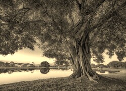 Szary + Sepia