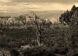 Szary + Sepia