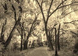 Sepia
