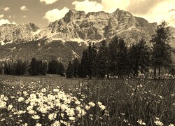 Szary + Sepia
