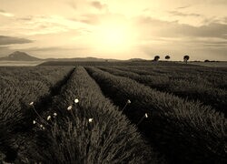 Szary + Sepia
