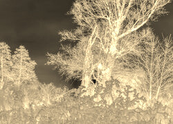 Sepia + Negatyw