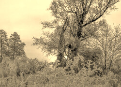 Szary + Sepia