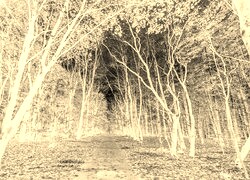 Sepia + Negatyw