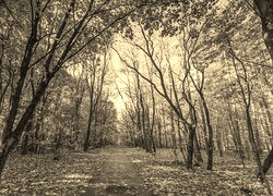 Szary + Sepia