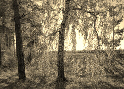 Sepia