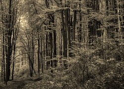 Szary + Sepia