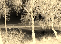 Sepia + Negatyw