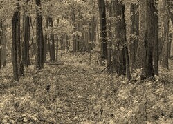 Szary + Sepia