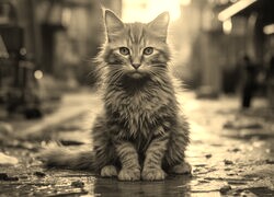 Szary + Sepia