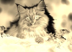 Sepia + Negatyw