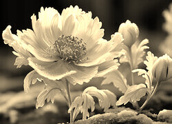 Szary + Sepia