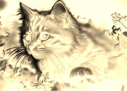 Sepia + Negatyw