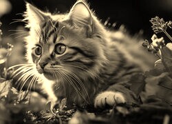 Szary + Sepia