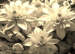 Szary + Sepia