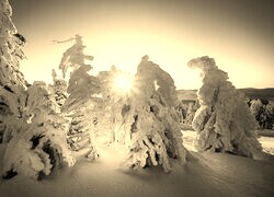 Sepia