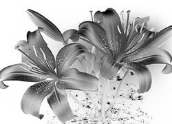 Szary + Negatyw